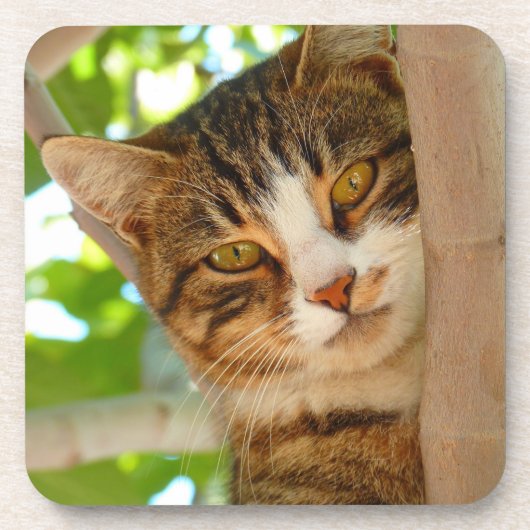 かわいい猫が木に登る コースター (正面)