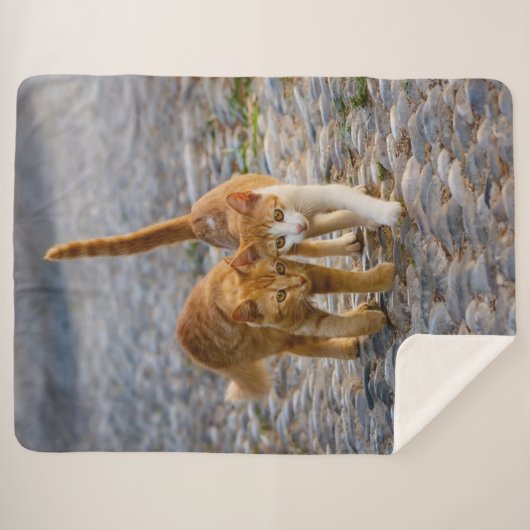 かわいい猫たちが子猫たちと親しくなる石のパス写真 シェルパブランケット (正面(横))