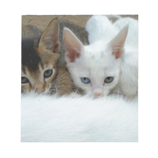 かわいい猫たち ノートパッド (正面)