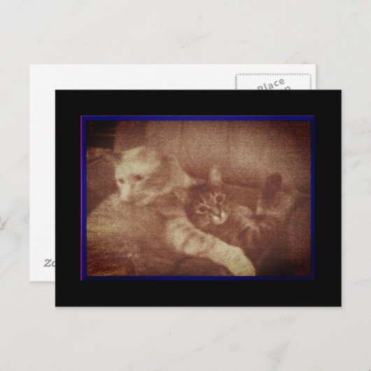 かわいい猫ちゃんはがき 案内ポストカード (正面/裏面)