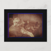 かわいい猫ちゃんはがき 案内ポストカード (正面)