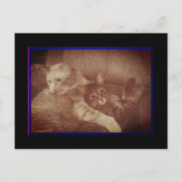 かわいい猫ちゃんはがき 案内ポストカード