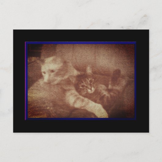 かわいい猫ちゃんはがき 案内ポストカード (正面)