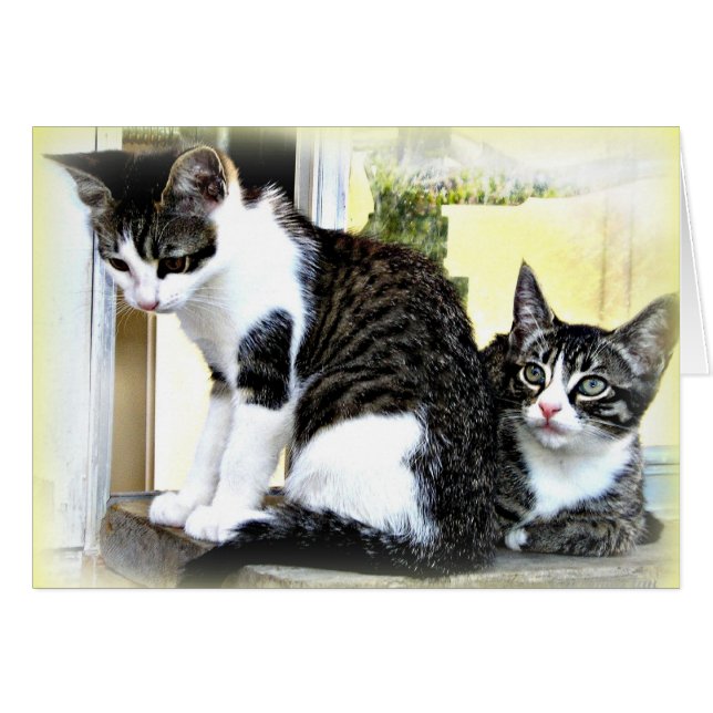 かわいい猫ちゃんカード (正面横)