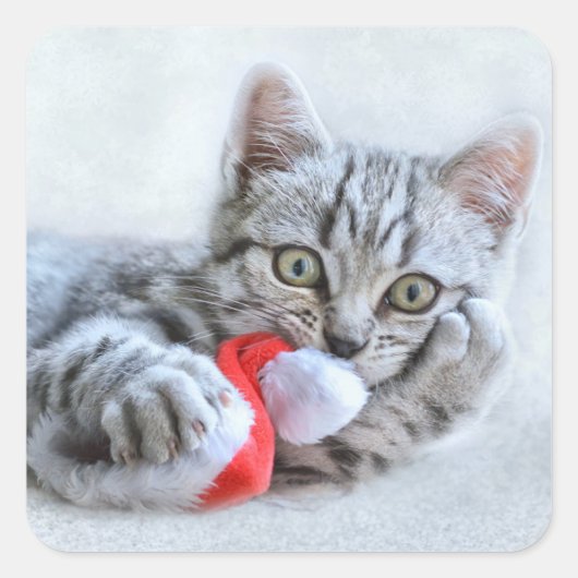 かわいい猫とサンタクロースの帽子 スクエアシール (正面)