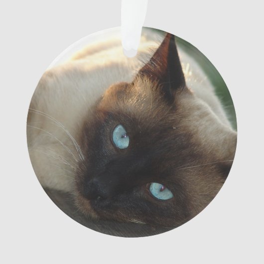 かわいい猫に写真と名前を付ける オーナメント (正面)