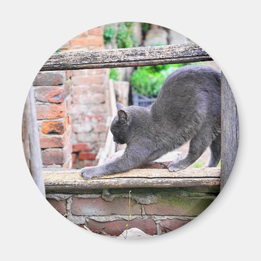 かわいい猫のストレッチ マグネット (正面)