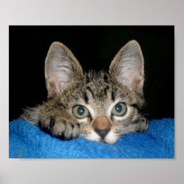 かわいい猫のポスター ポスター