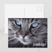 かわいい猫のポストカード ポストカード (正面/裏面)