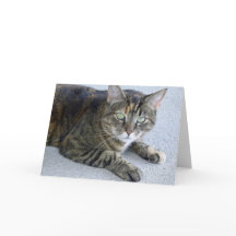 かわいい猫の写真