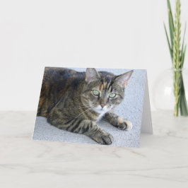 かわいい猫の写真 カード