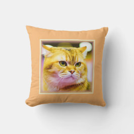 かわいい猫の写真|過去記事買今 クッション