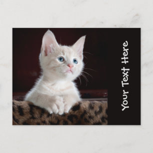かわいい猫の子猫の写パーソナライズされた真 ポストカード