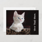 かわいい猫の子猫の写パーソナライズされた真 ポストカード (正面/裏面)