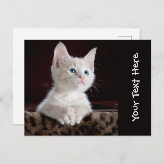 かわいい猫の子猫の写パーソナライズされた真 ポストカード (正面/裏面)