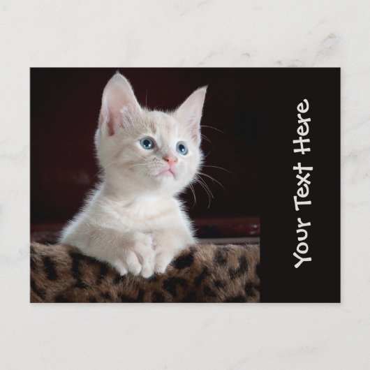 かわいい猫の子猫の写パーソナライズされた真 ポストカード (正面)