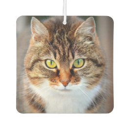 かわいい猫の目 カーエアーフレッシュナー