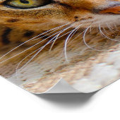 かわいい猫クローズアップ小さなポスター ポスター (角)