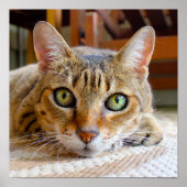 かわいい猫クローズアップ小さなポスター ポスター (正面)