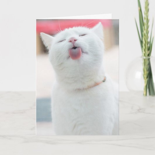 かわいい猫グリーティングカード シーズンカード (正面)