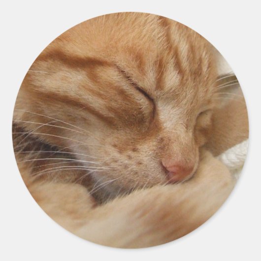 かわいい猫ステッカー ラウンドシール (正面)
