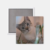 かわいい猫フォトポートレート マグネット (正面/裏面)