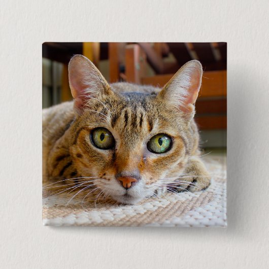 かわいい猫ボタン 缶バッジ (正面)