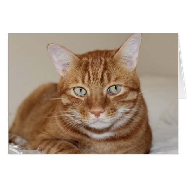 かわいい猫 (正面横)