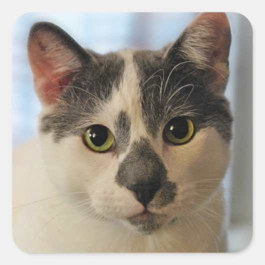 かわいい猫 スクエアシール (正面)