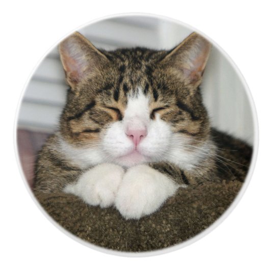 かわいい猫 セラミックノブ (正面)