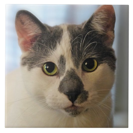 かわいい猫 タイル (正面)