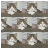 かわいい猫 ファブリック (見本)