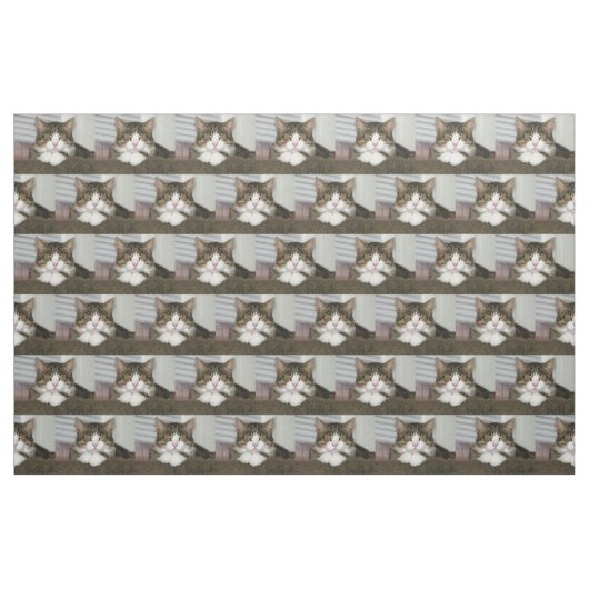 かわいい猫 ファブリック (ファットクウォーター)