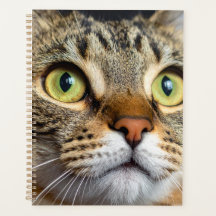 かわいい猫