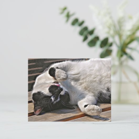 かわいい猫 ポストカード (スタンド正面)