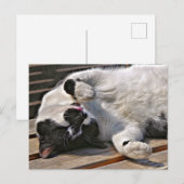 かわいい猫 ポストカード (正面/裏面)