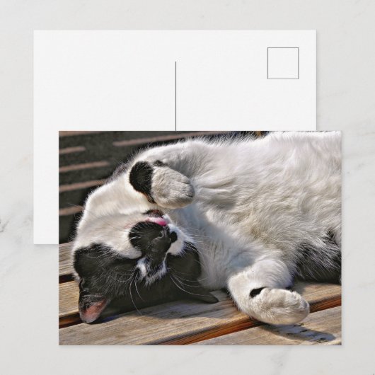 かわいい猫 ポストカード (正面/裏面)