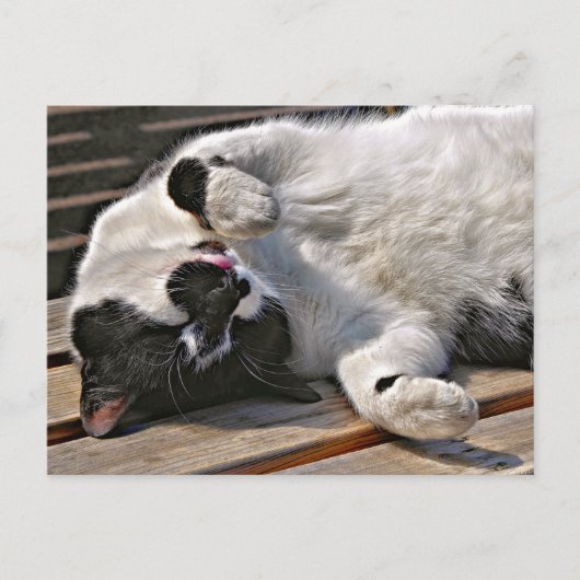 かわいい猫 ポストカード (正面)