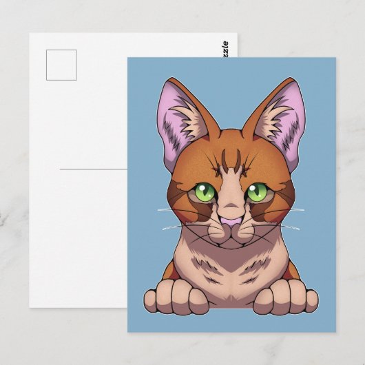 かわいい猫 ポストカード (正面/裏面)