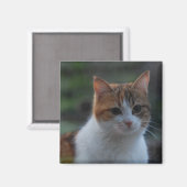 かわいい猫 マグネット (正面/裏面)