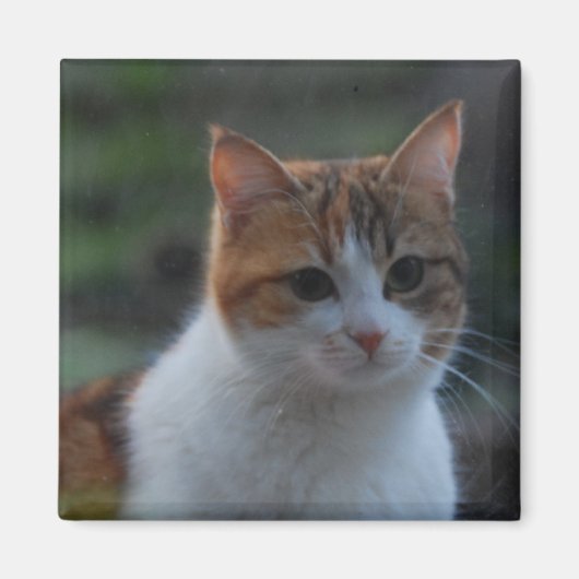 かわいい猫 マグネット (正面)