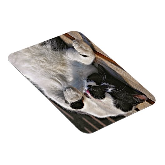 かわいい猫 マグネット (右側)