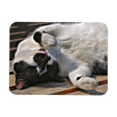 かわいい猫 マグネット (横)