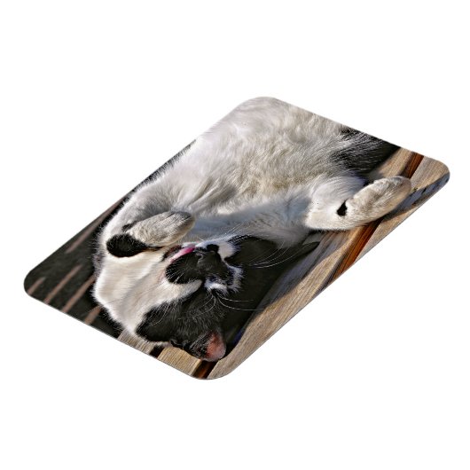 かわいい猫 マグネット (左側)