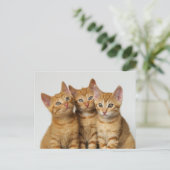 かわいい生姜の子猫が3匹並んでいる ポストカード (スタンド正面)