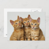 かわいい生姜の子猫が3匹並んでいる ポストカード (正面/裏面)