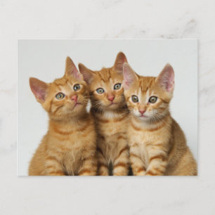 かわいい生姜の子猫が3匹並んでいる ポストカード