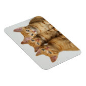 かわいい生姜の子猫が3匹並んでいる マグネット (右側)