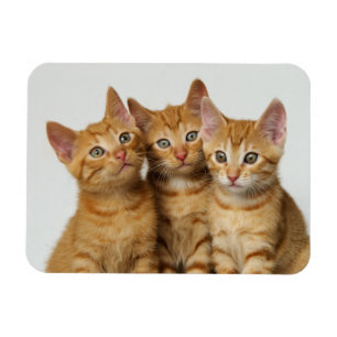 かわいい生姜の子猫が3匹並んでいる マグネット