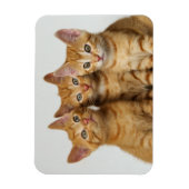 かわいい生姜の子猫が3匹並んでいる マグネット (縦)